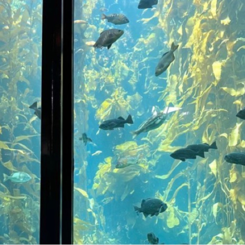 Meet your Posher, Samia